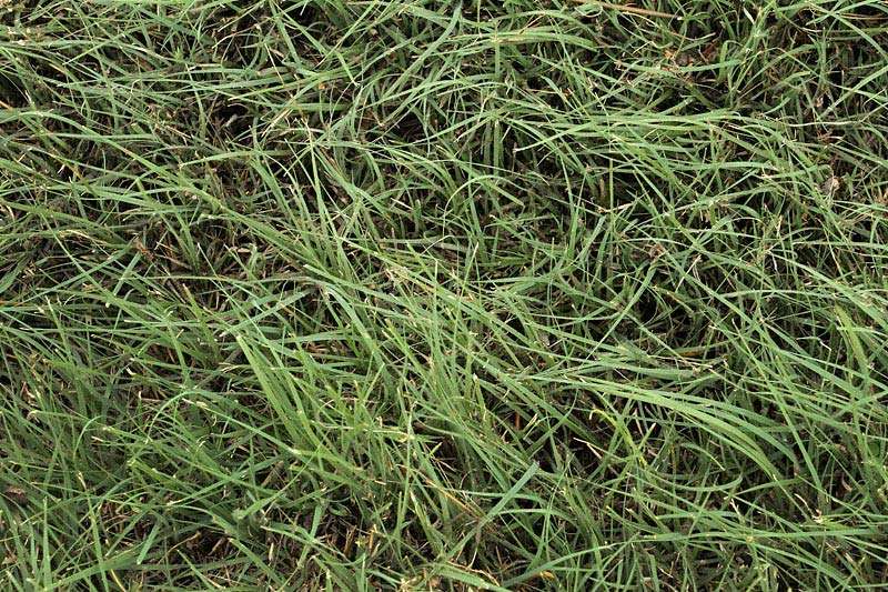 Legacy Buffalograss sod Grass Lawn xeric Detail Texture Color