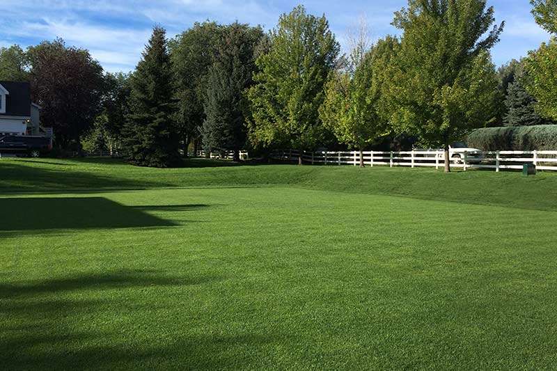 One month after sod installation, a small multi use play field of Colorado Blue™ is rooted and ready for use.