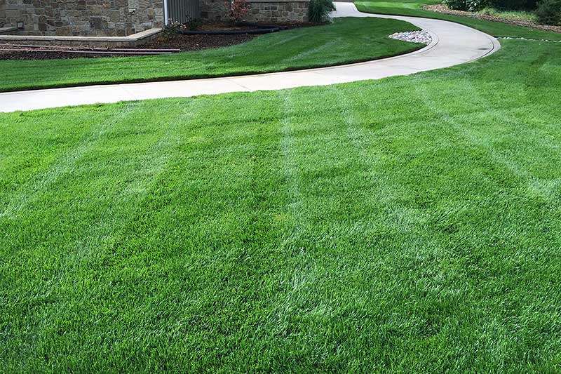 Colorado Blue™ Kentucky bluegrass sod has great turf quality and makes the perfect lawn.