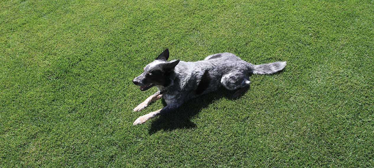 Blue heelers love to resting on bluegrass lawns. High concentrations of nitrogen present in the ammonia component of your dog’s urine damages your lawn and create dog spots.
