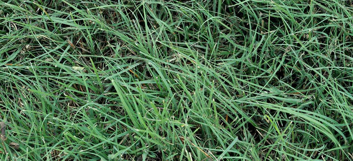Legacy is a second generation turf-type buffalograss that forms a moderately dense stand of turf.
