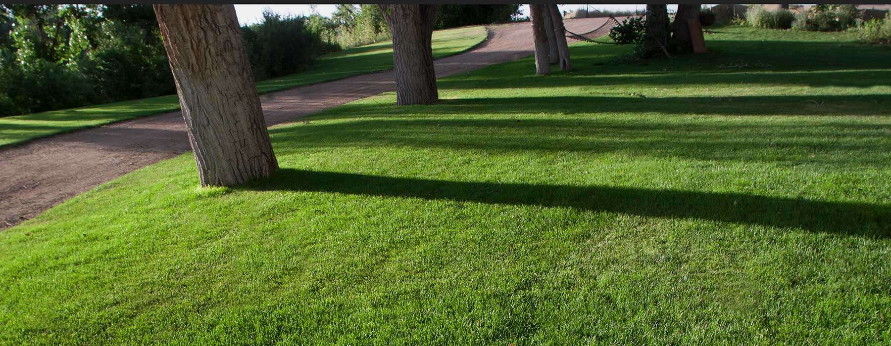 A country bluegrass lawn in Littleton, CO.