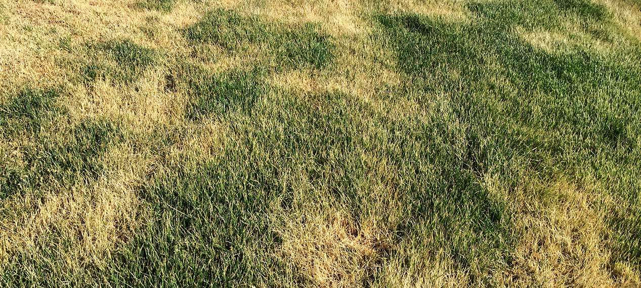 Brown spots in new sod is very common due to lack of water.