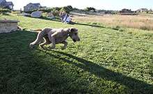 A dog plays on self-repairing rhizomatous tall fescue RTF® Water Saver Sod in Parker, CO.