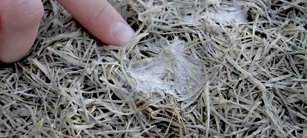 Gray snow mold is commonly found in yards in north facing areas where snow has been in the spring.