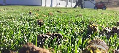 Aeration is an important part of spring lawn maintenance because it opens up the soil and reduces thatch.