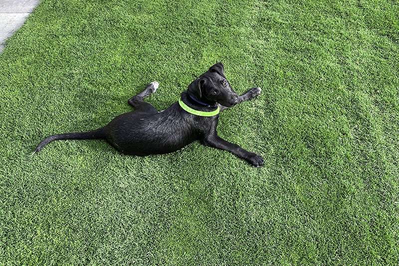 Tahoma 31™ Bermuda grass sodded lawn with a dog. - 3