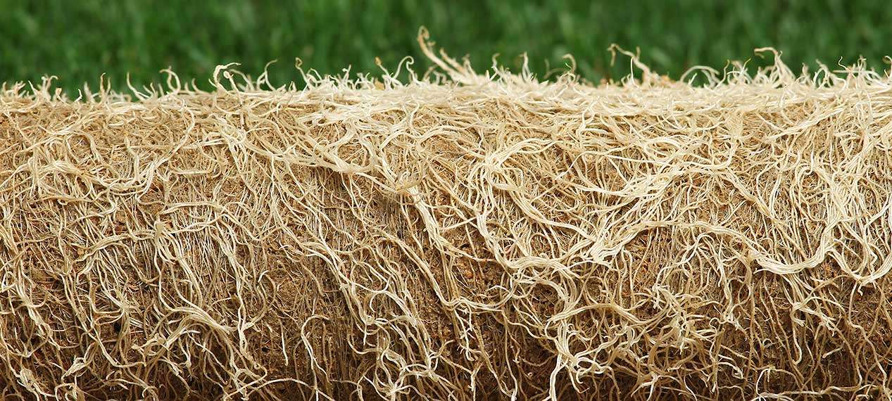 Cool-season turf grasses grow roots in the spring.