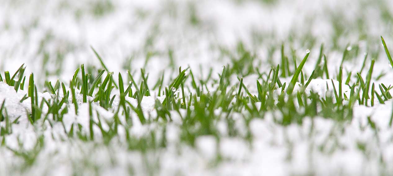 Rain and snow have a lower pH and makes it easier for your lawn to get the nutrients it needs from fertilizer.