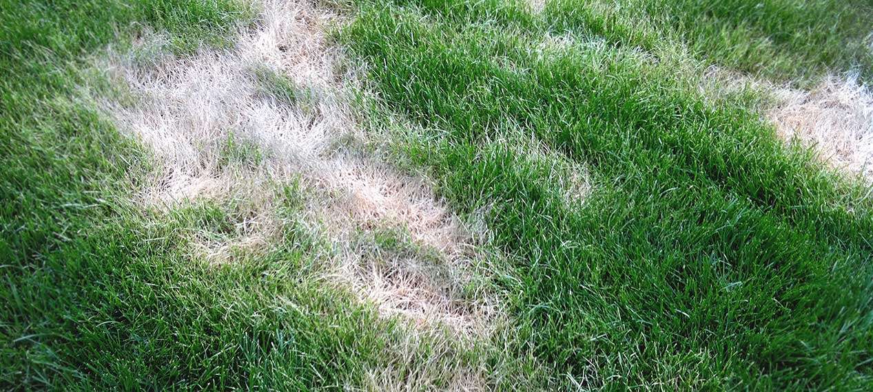 Brown spots appear in newly sodded yards due to a lack of water.