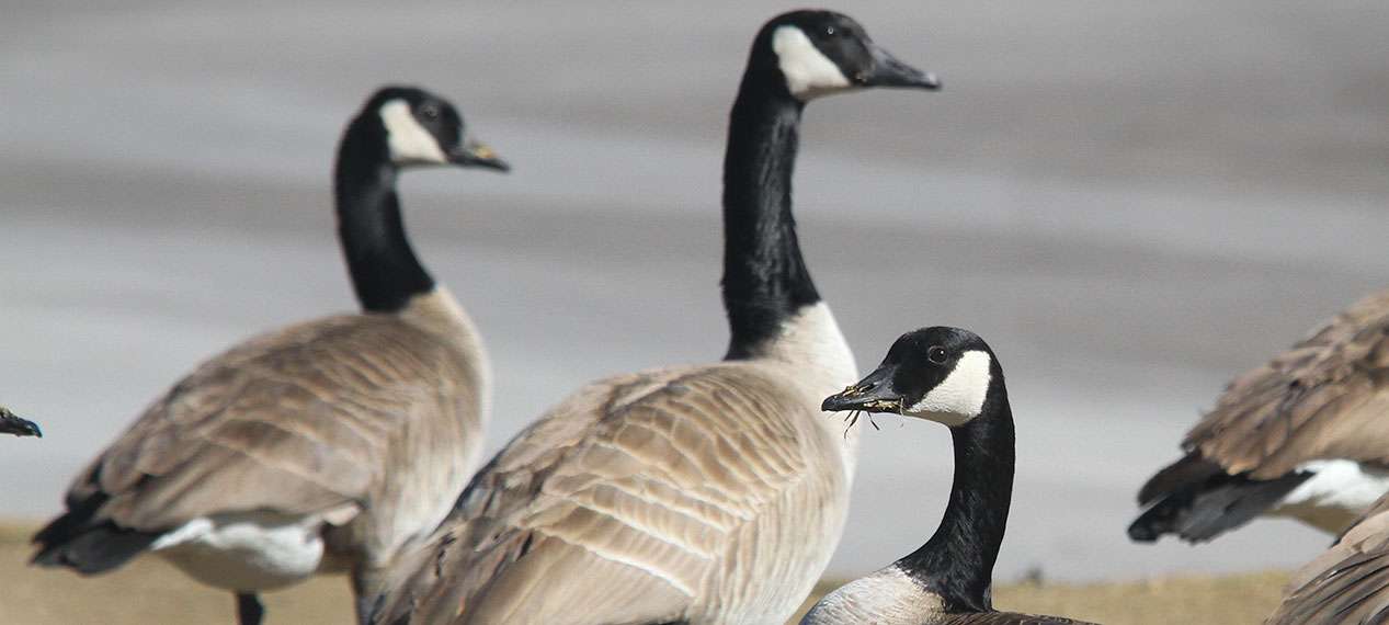 Canadian Geese in the Denver cause problems in turf and love to eat bluegrass lawns..
