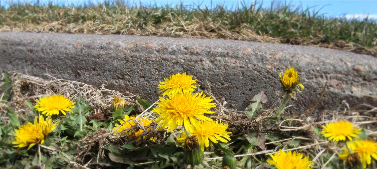 Dandelions and other broad leaf weeds are in full bloom in spring due to warmer soil temperatures.