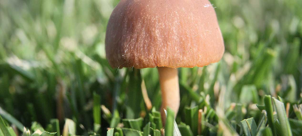 Your lawn is too wet if you have Mushrooms.