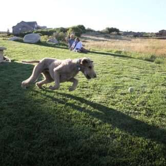 A dog plays on self-repairing rhizomatous tall fescue RTF® Water Saver Sod in Parker, CO.