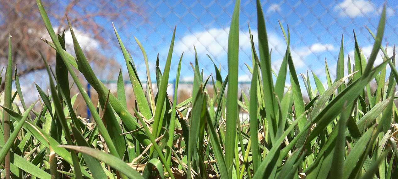 Combat grassy weeds in your yard with a spring application of pre-emergent herbicides.
