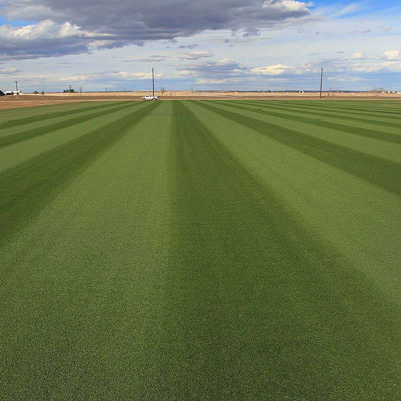 Low mow GVT Short Cut Blue sod mowed at ½” stripes up well and maintains high density year round.