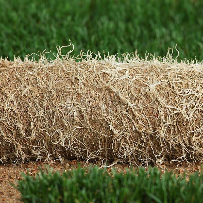 HD Sports 2.0 bluegrass sod blend is grown on plastic in 100% sand based root zone specifically for sport fields.