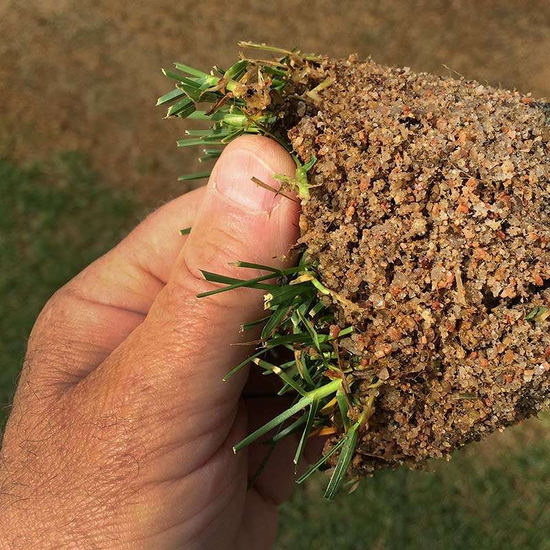 HD Sports 2.0 bluegrass sod blend is grown in 100% sand based root zone specifically for sport fields.