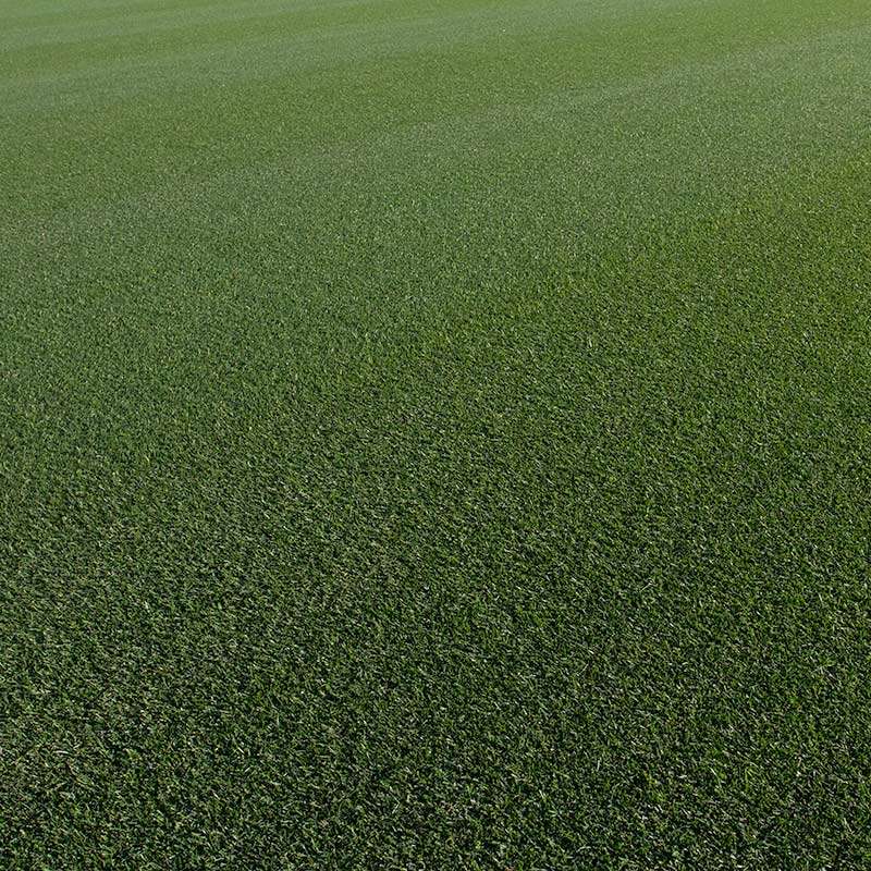 HD Sports 2.0 bluegrass sod blend is mowed at ¾” to 1” height of cut and is extremely wear resistant.