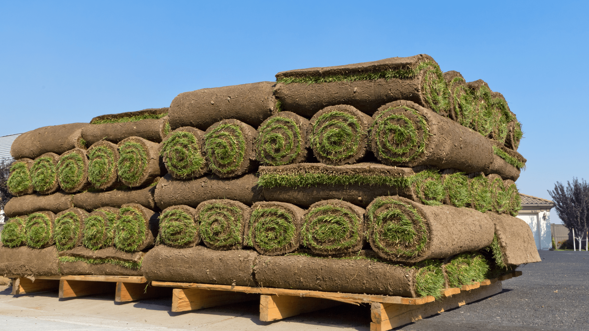 Rolls of sod